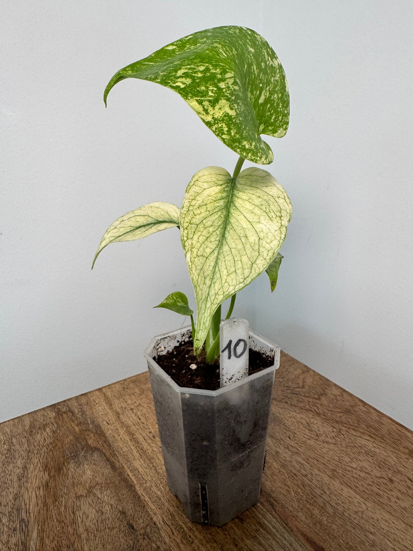 Monstera (Deliciosa) White Monster akklimatisiert