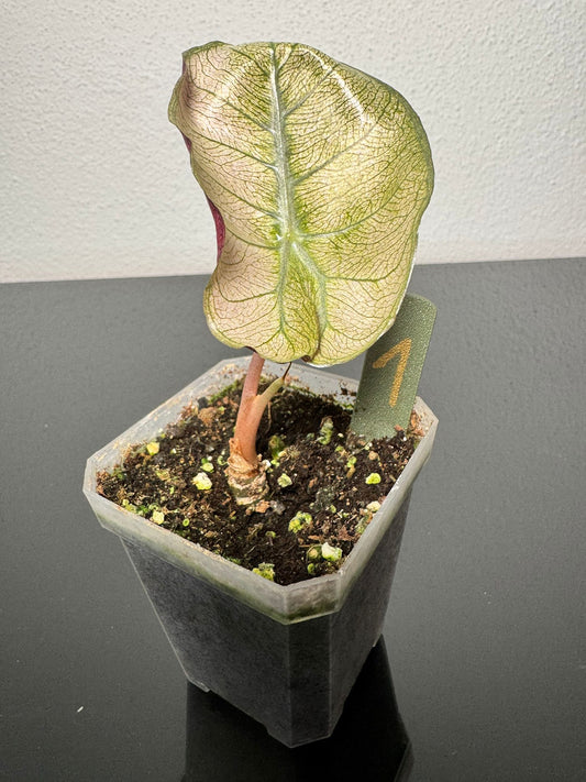 Alocasia Pink Dragon Mint FoxerasPlants