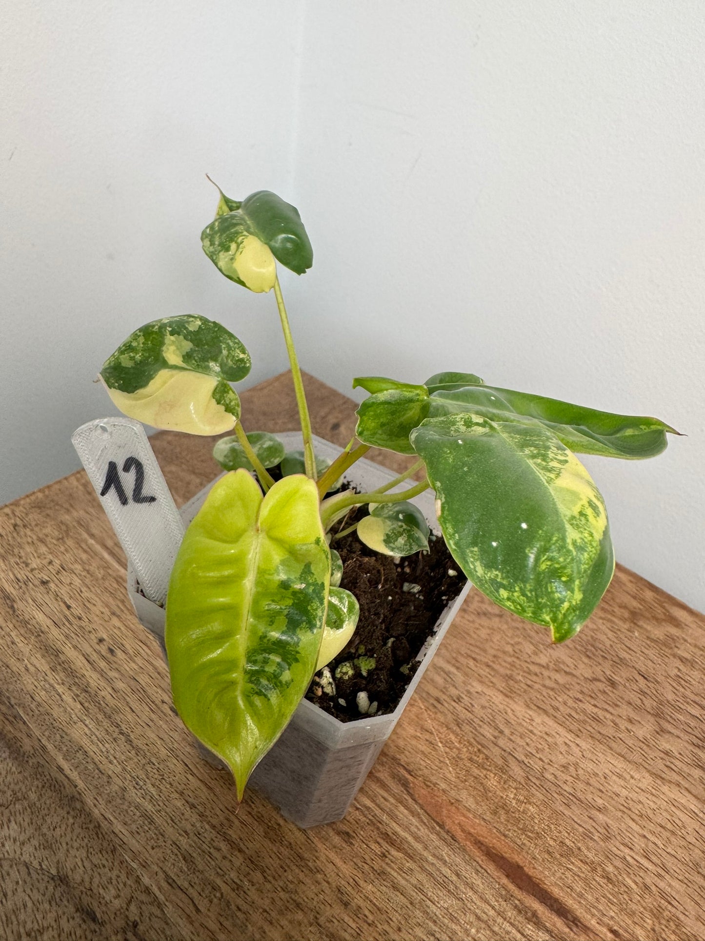 Philodendron Billitiae Variegata akklimatisiert