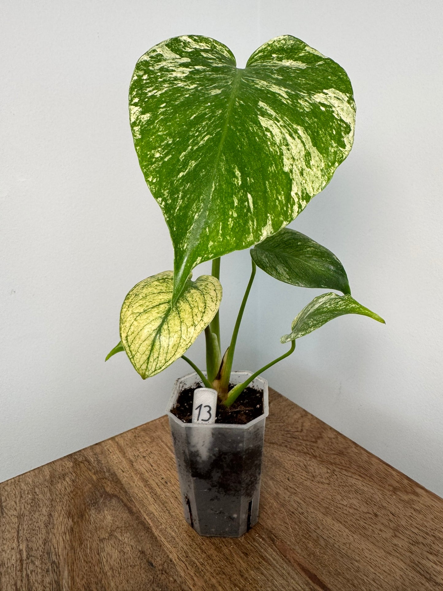 Monstera (Deliciosa) White Monster akklimatisiert