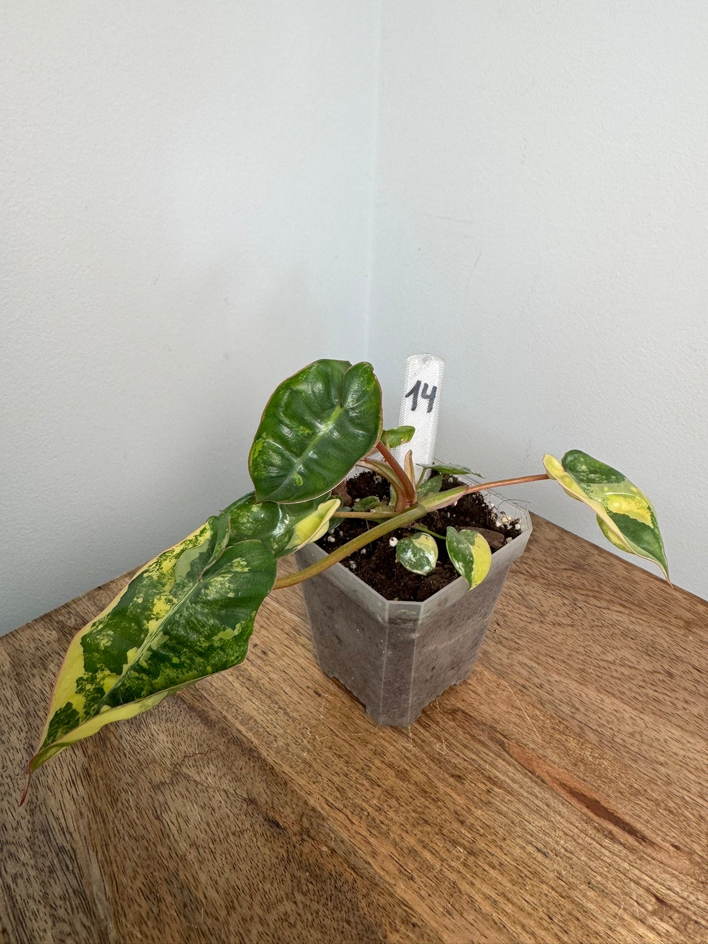 Philodendron Billitiae Variegata akklimatisiert