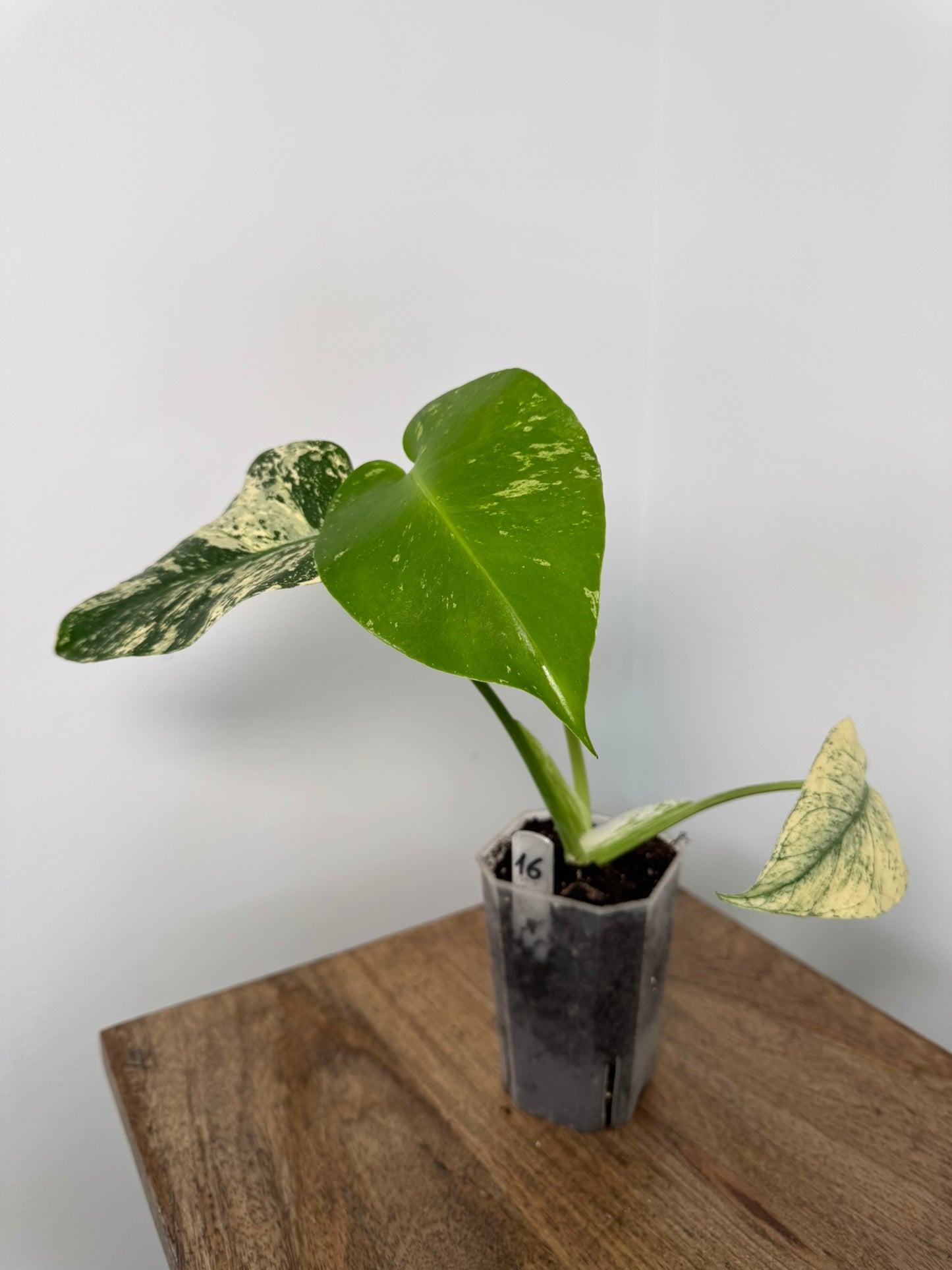 Monstera (Deliciosa) White Monster akklimatisiert