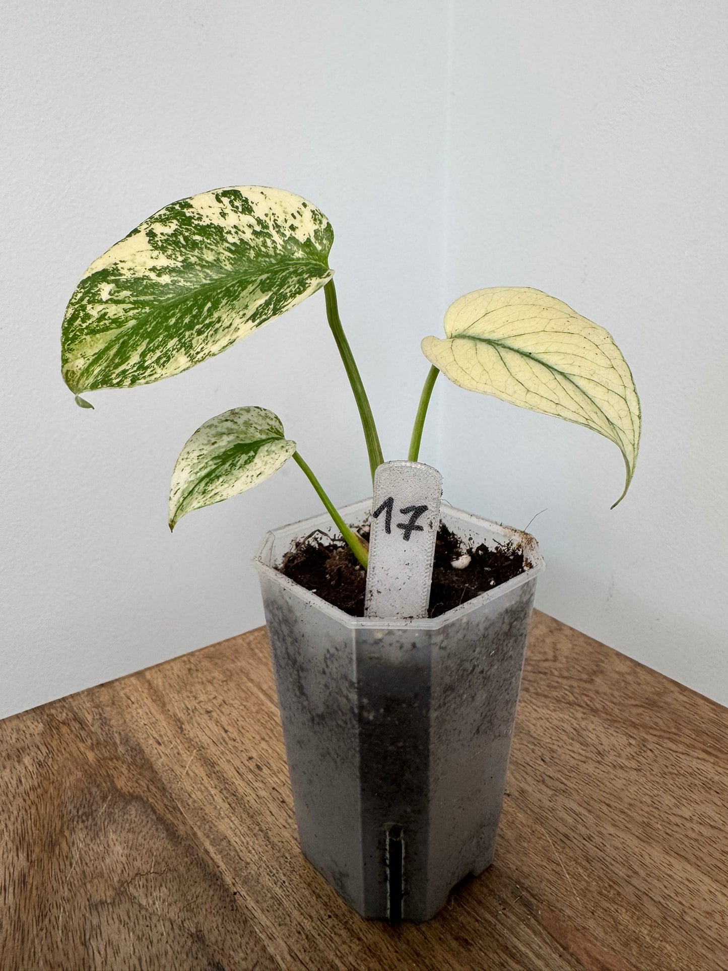 Monstera (Deliciosa) White Monster akklimatisiert
