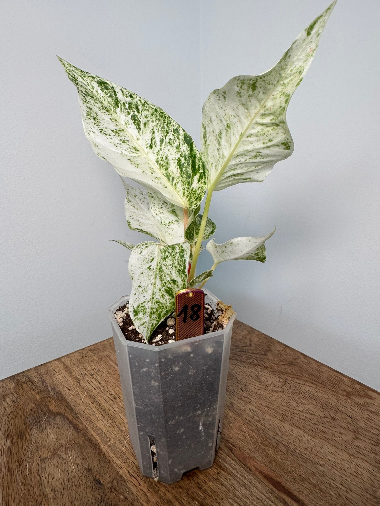 Anthurium Hookeri Variegata akklimatisiert