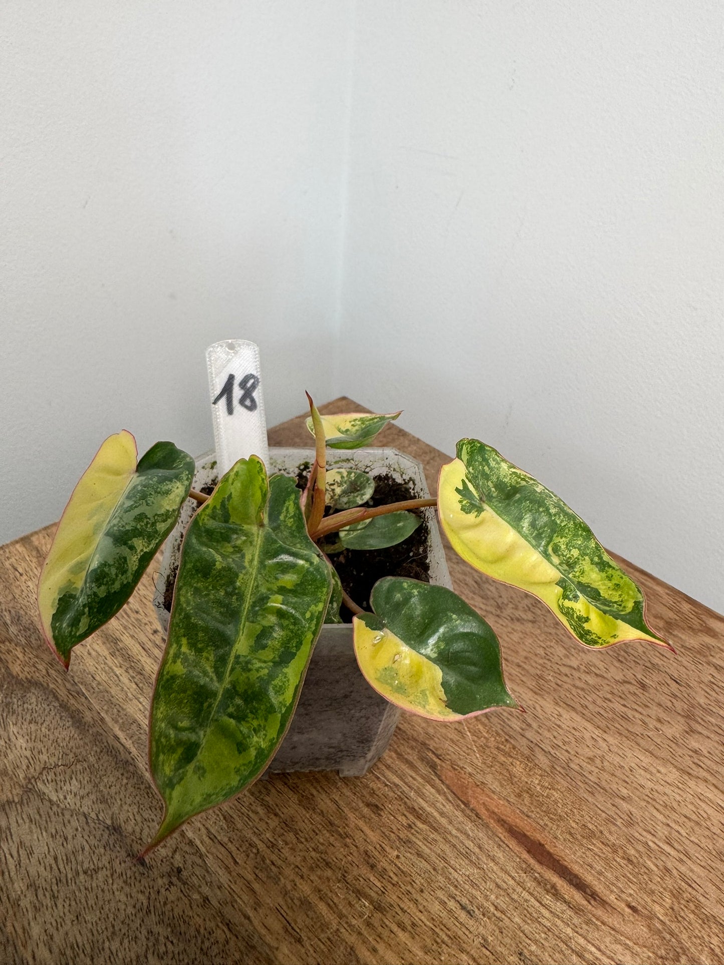 Philodendron Billitiae Variegata akklimatisiert