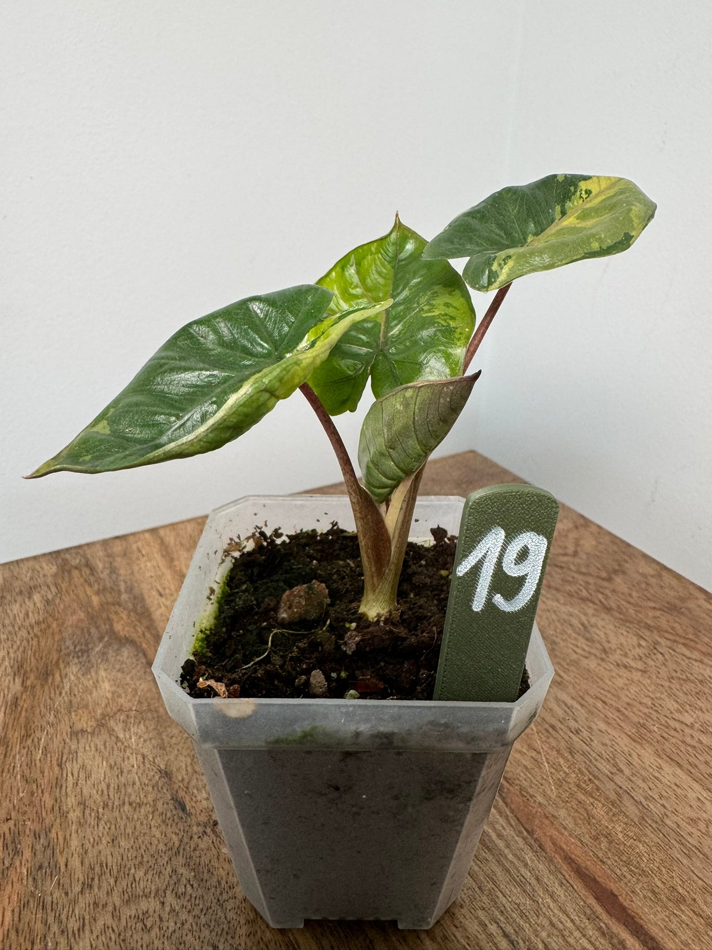 Alocasia Yucatan Princess Variegata akklimatisiert