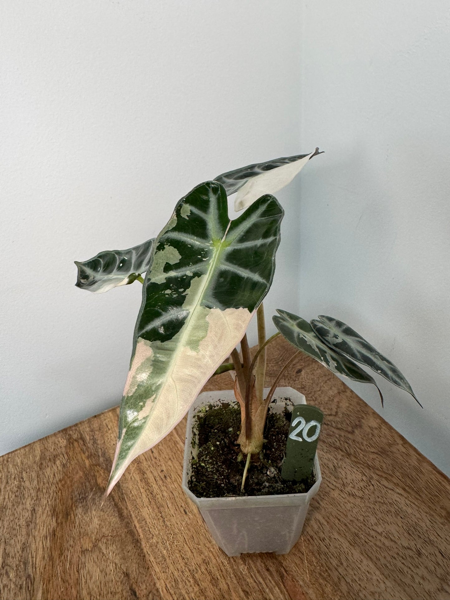 Alocasia Bambino Arrow Pink akklimatisiert