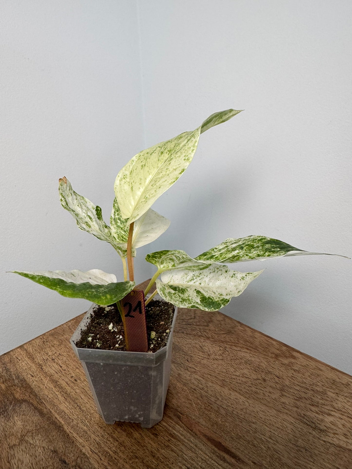 Anthurium Hookeri Variegata akklimatisiert