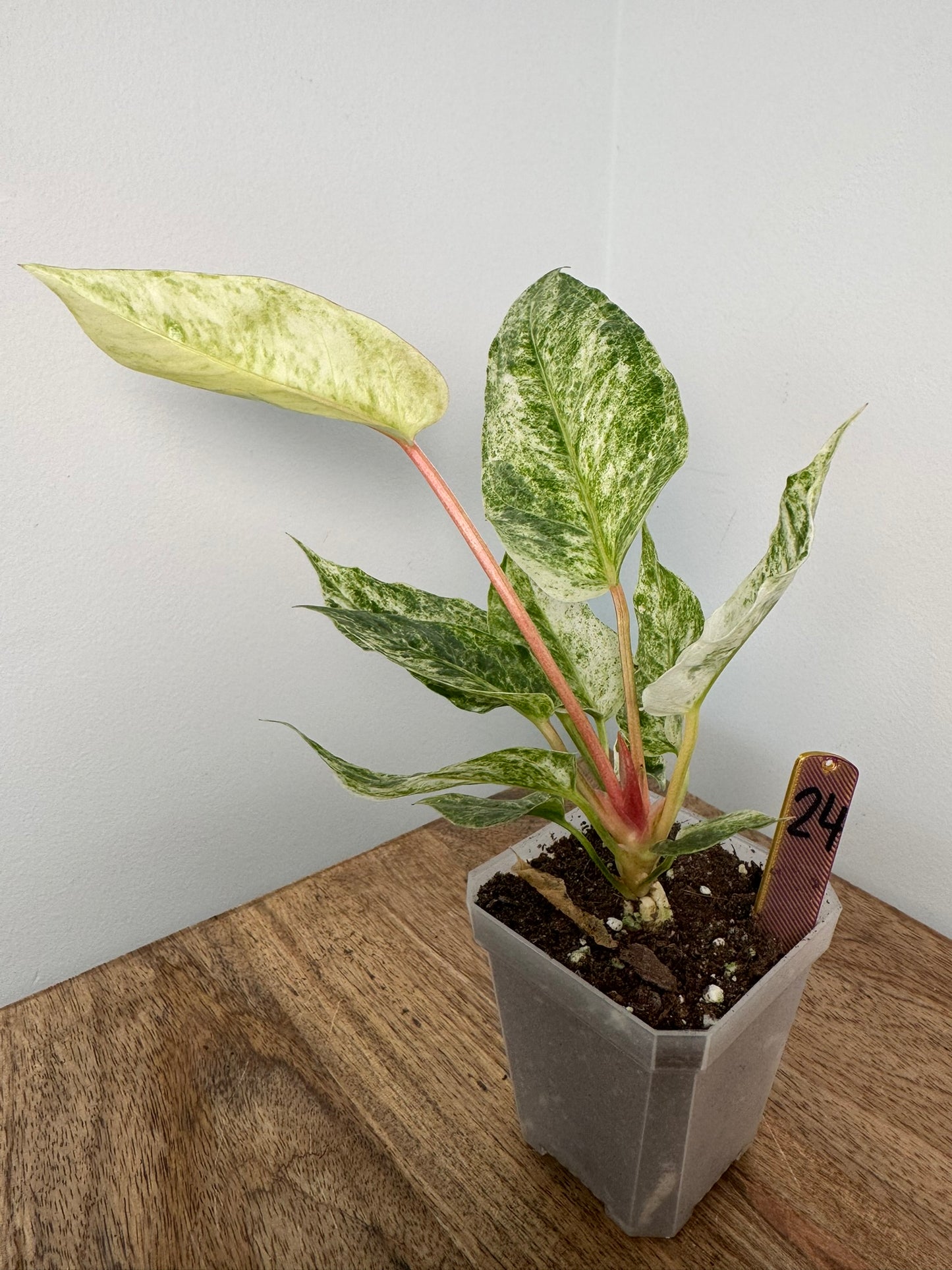 Anthurium Hookeri Variegata akklimatisiert