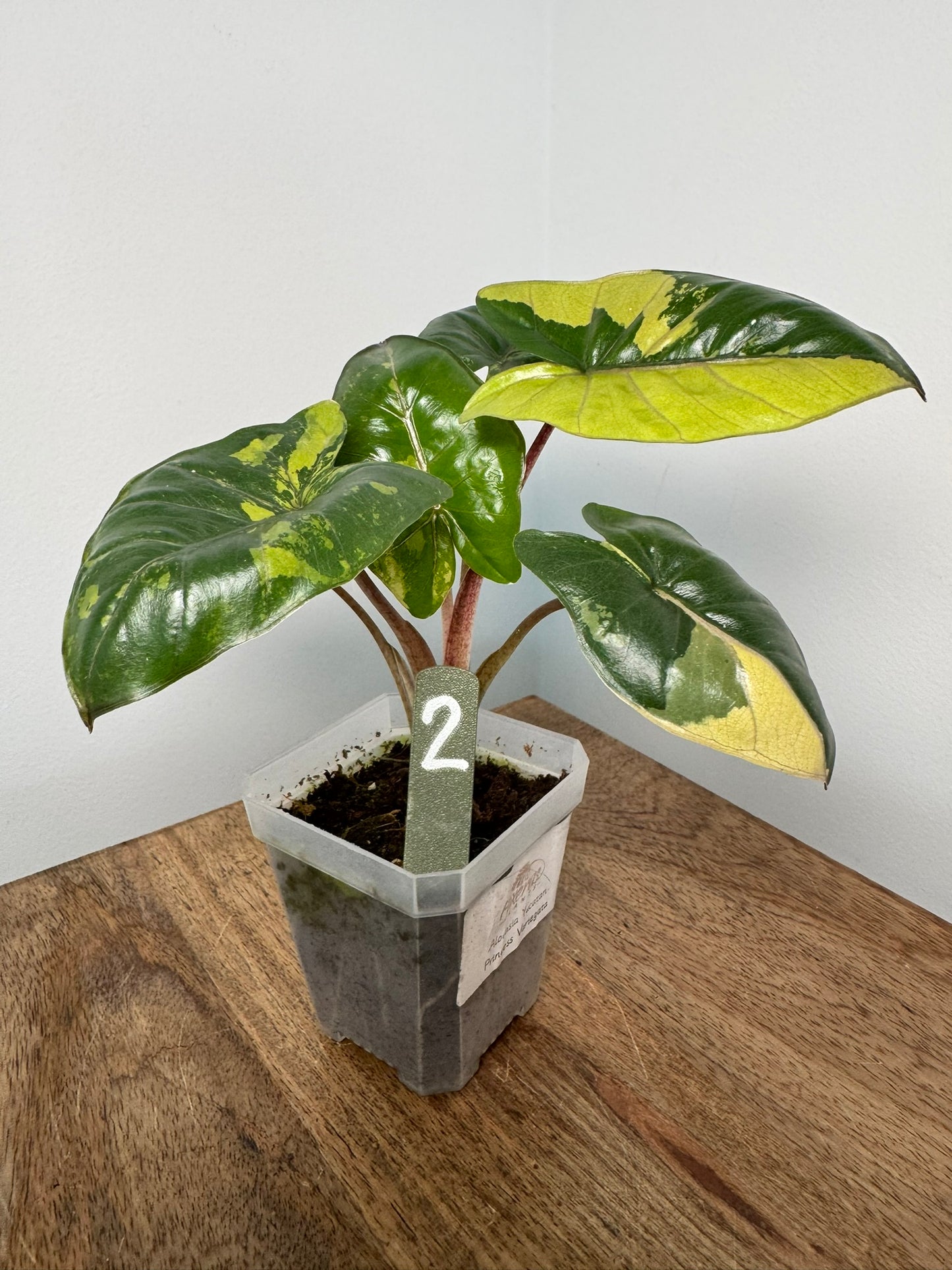 Alocasia Yucatan Princess Variegata akklimatisiert