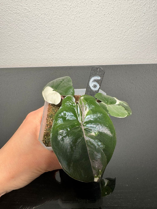 Alocasia Yucatan Princess FoxerasPlants