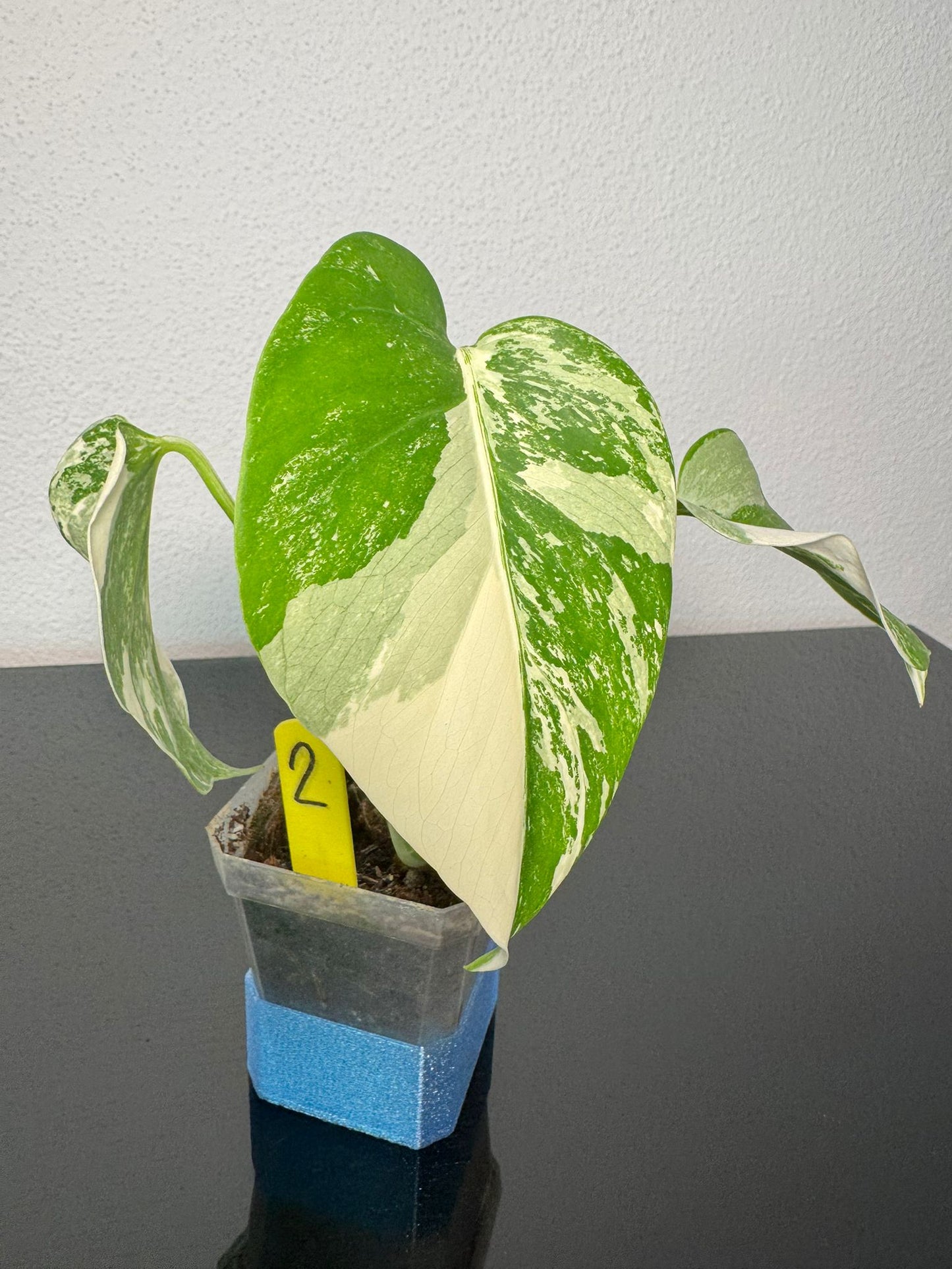 Monstera Deliciosa Borsigiana Variegata