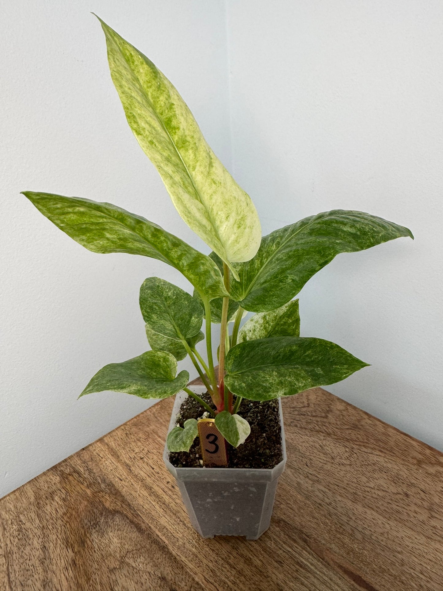 Anthurium Hookeri Variegata akklimatisiert