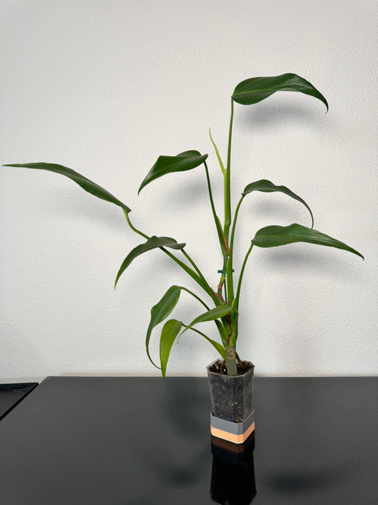 Monstera Burle Marx Flame