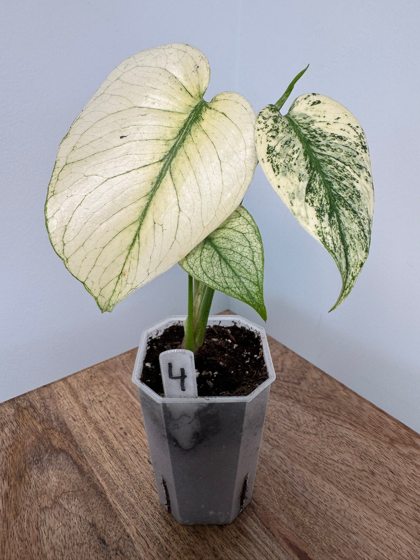 Monstera (Deliciosa) White Monster akklimatisiert