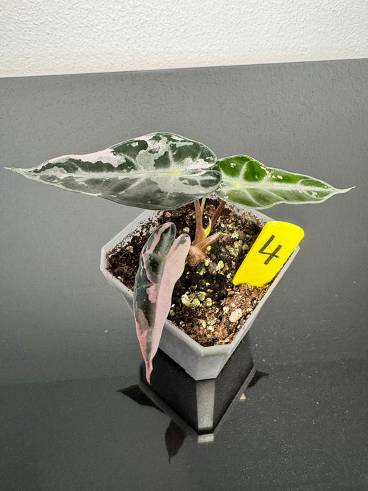 Alocasia Bambino Pink FoxerasPlants