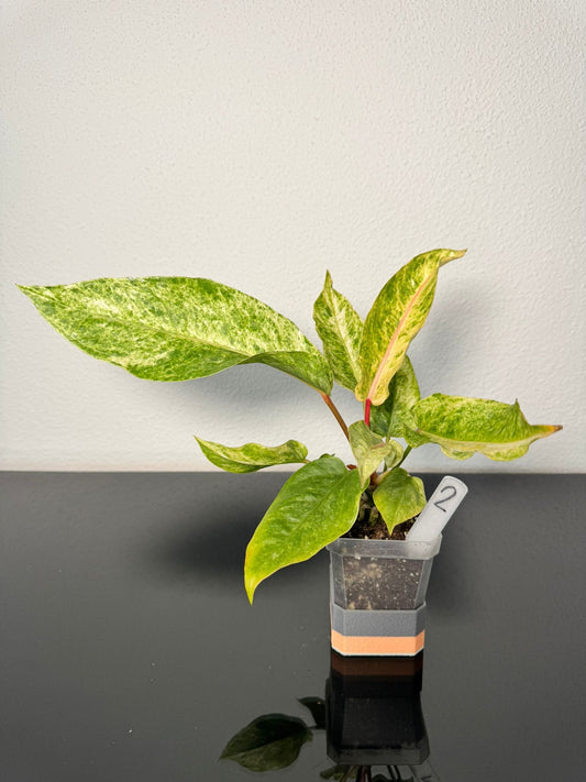 Anthurium Hookeri Variegata FoxerasPlants