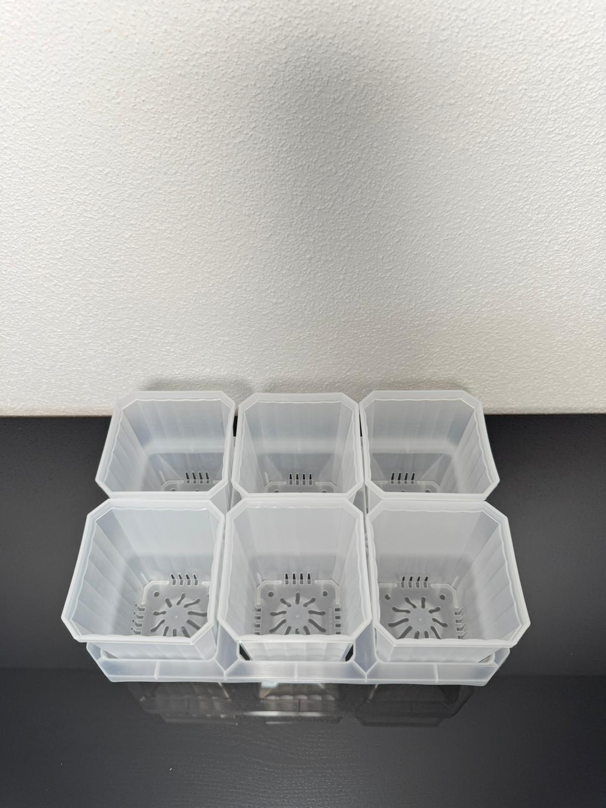 Pflanztray 6 Pflanzen transparent aus PP-Kunststoff