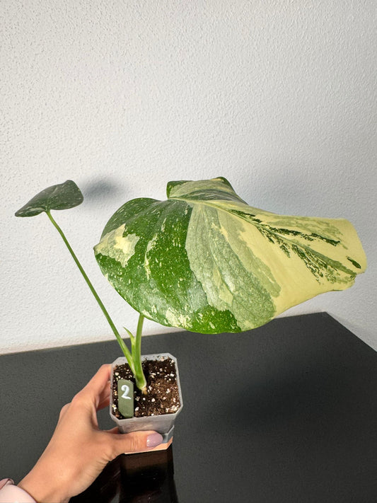 Monstera Thai Constellation High Var FoxerasPlants
