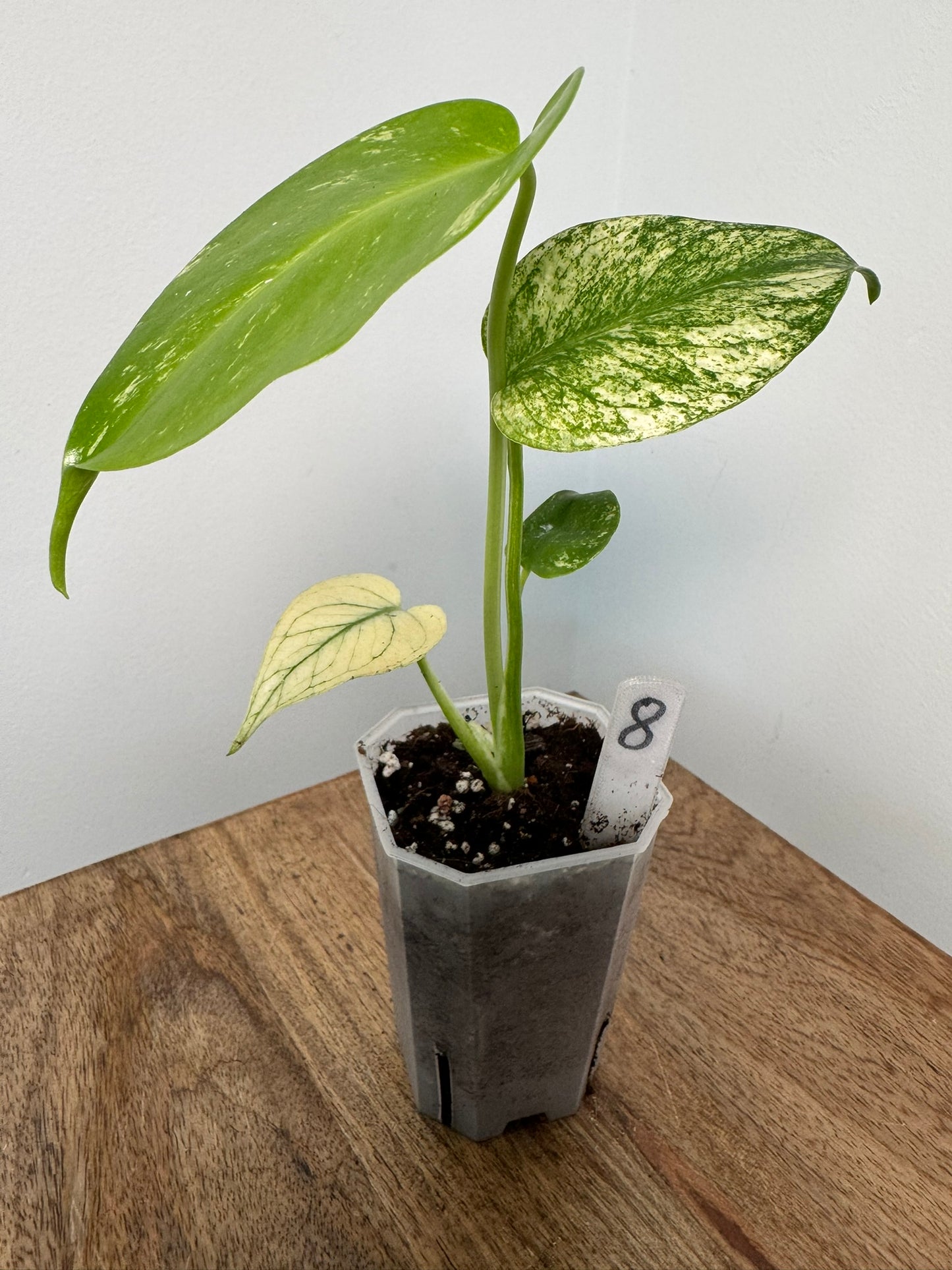 Monstera (Deliciosa) White Monster akklimatisiert