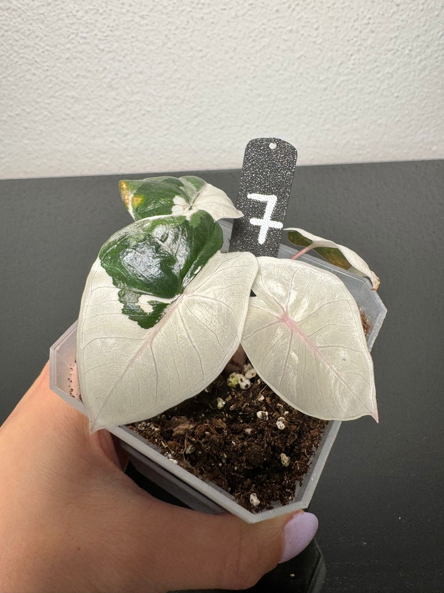 Alocasia Yucatan Princess
