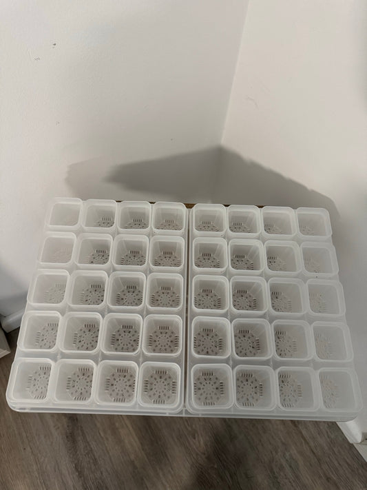 Anzuchtbox 40 Pflanzen belüftet transparent