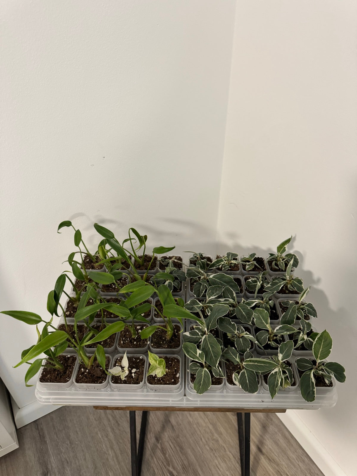 Anzuchtbox 40 Pflanzen belüftet transparent