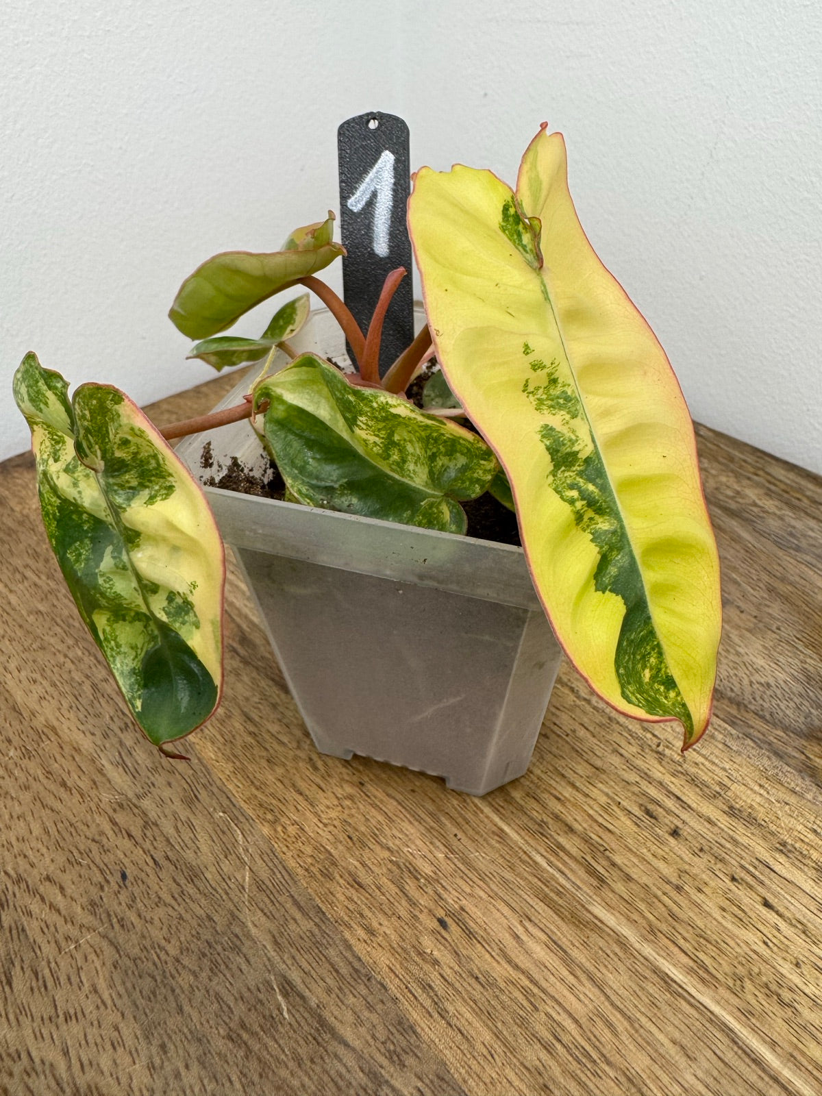 Philodendron Billitiae Variegata akklimatisiert
