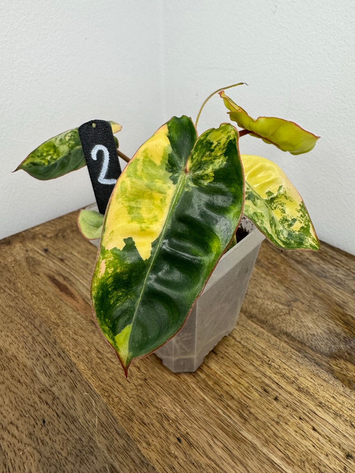 Philodendron Billitiae Variegata akklimatisiert