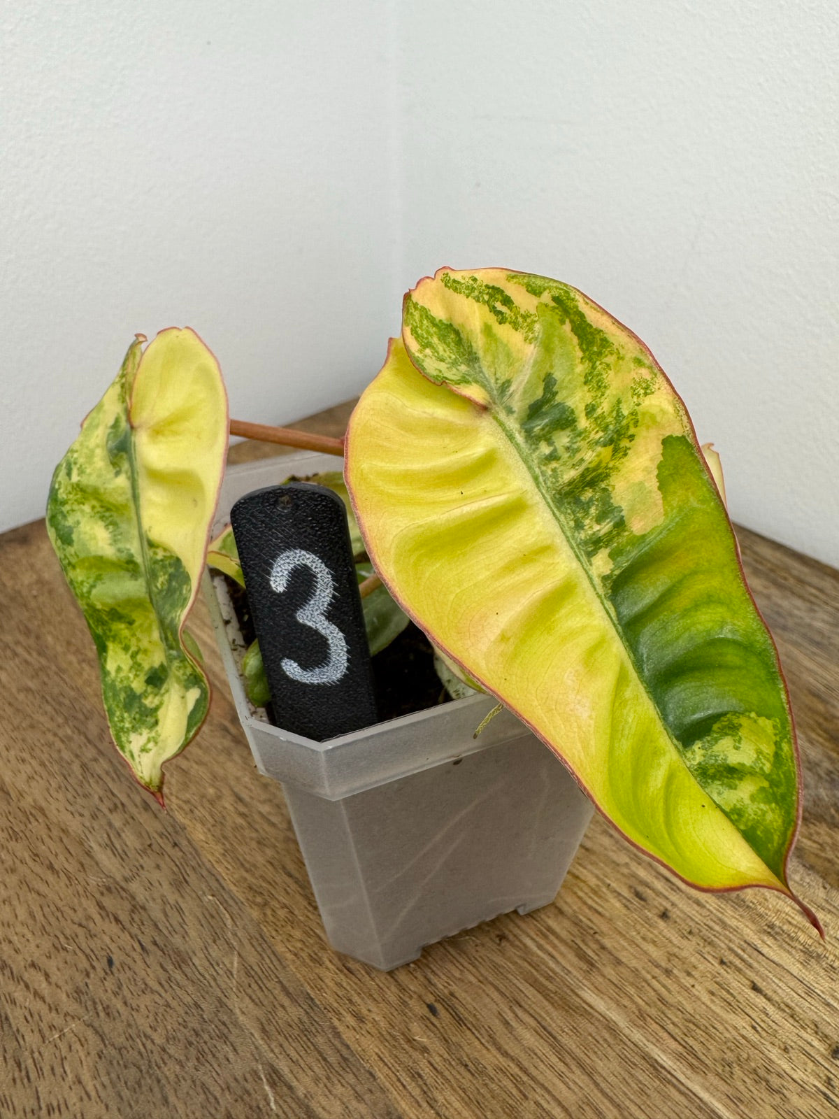 Philodendron Billitiae Variegata akklimatisiert
