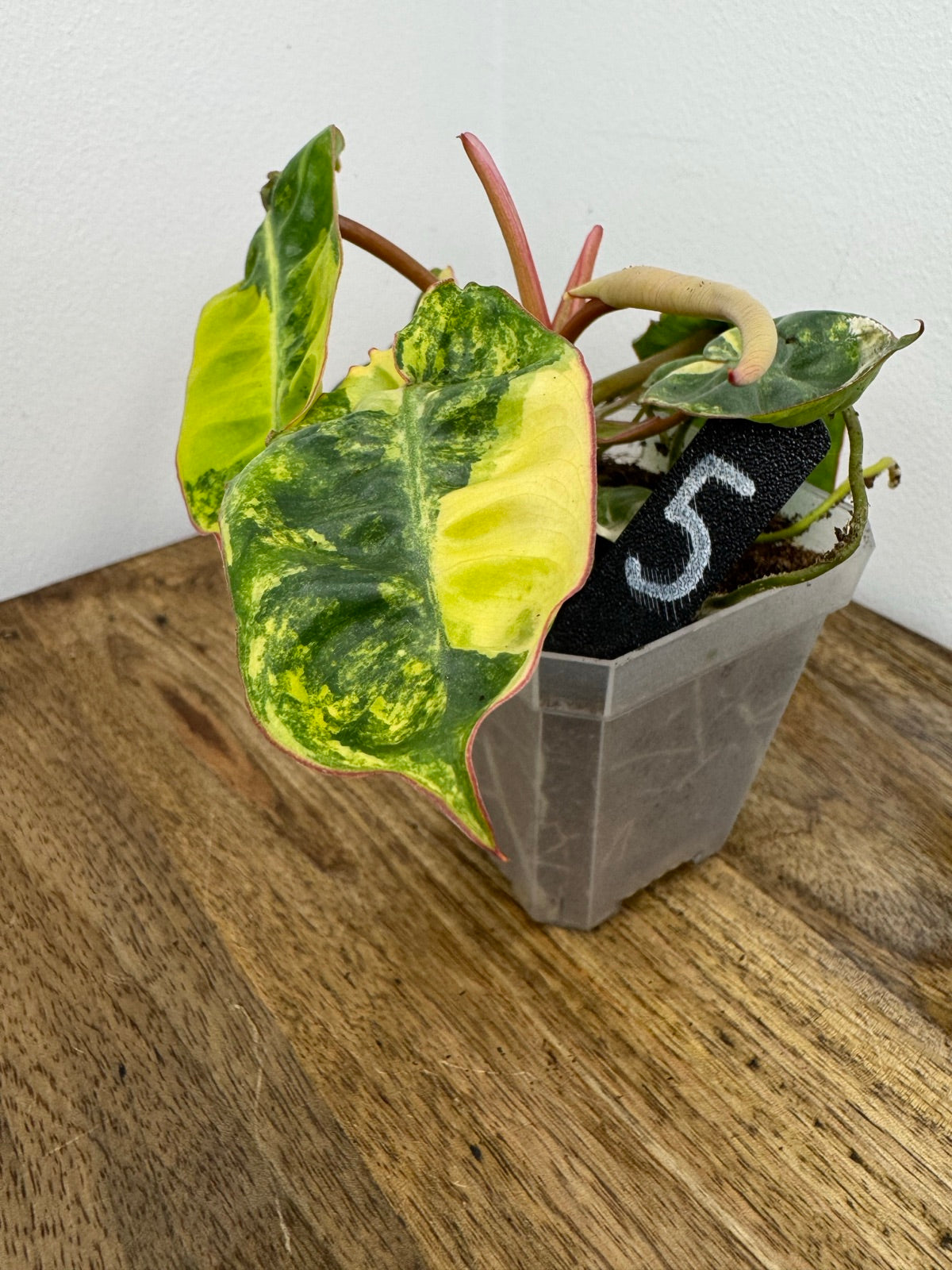 Philodendron Billitiae Variegata akklimatisiert
