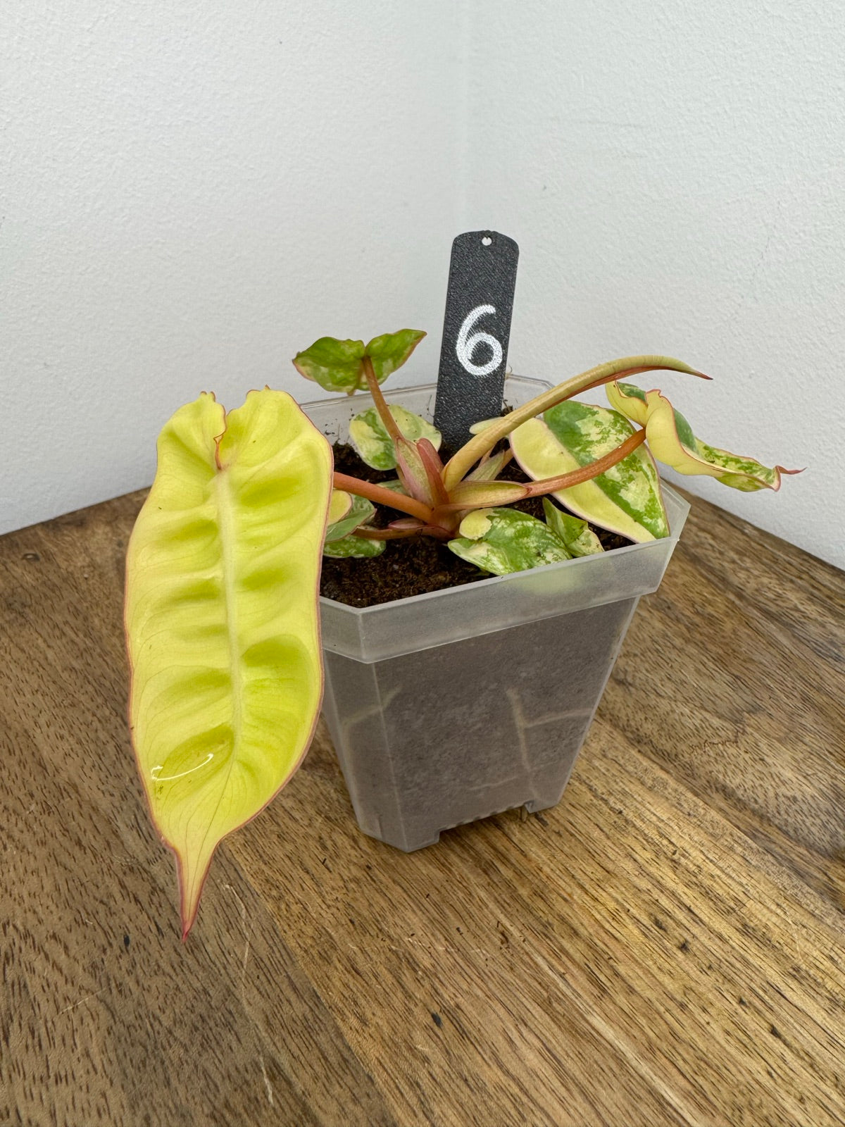 Philodendron Billitiae Variegata akklimatisiert
