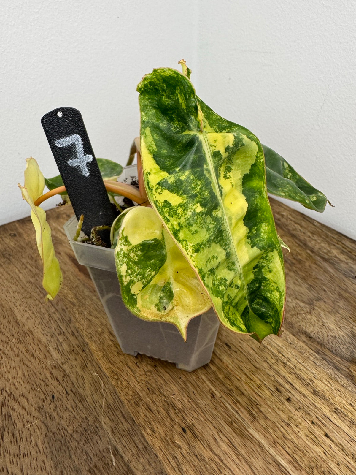 Philodendron Billitiae Variegata akklimatisiert