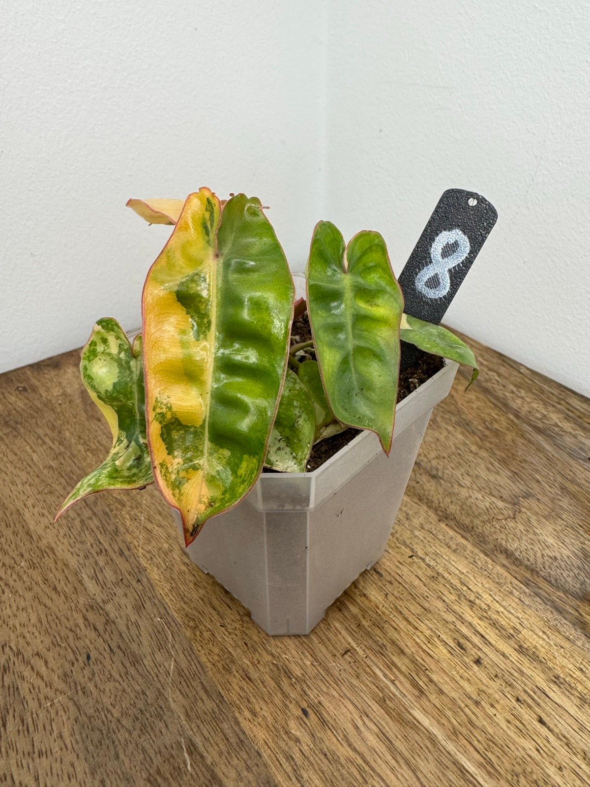 Philodendron Billitiae Variegata akklimatisiert
