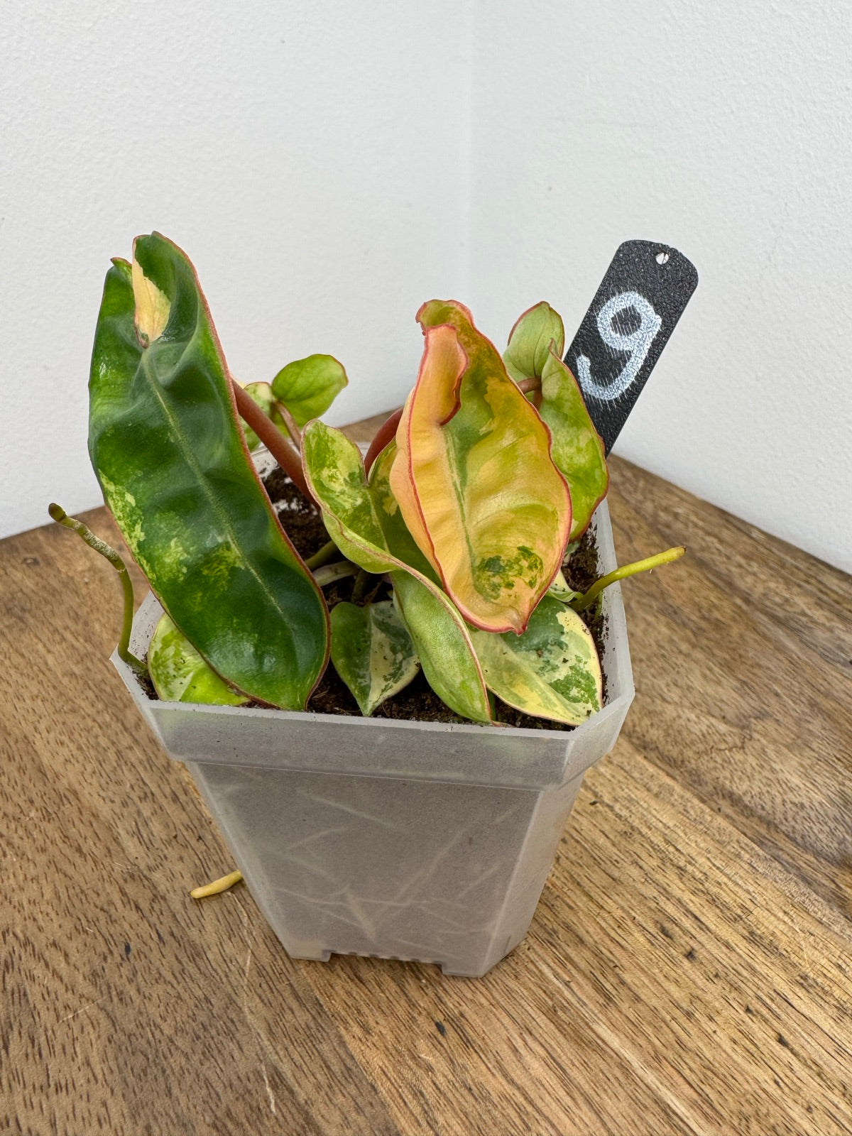 Philodendron Billitiae Variegata akklimatisiert