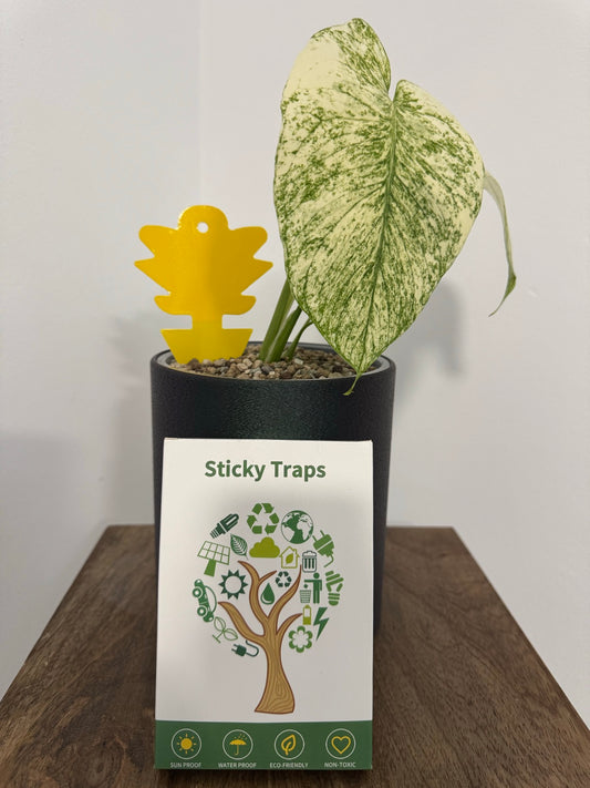 Gelbtafeln 24 Stück (bspw. gegen Trauermücken)