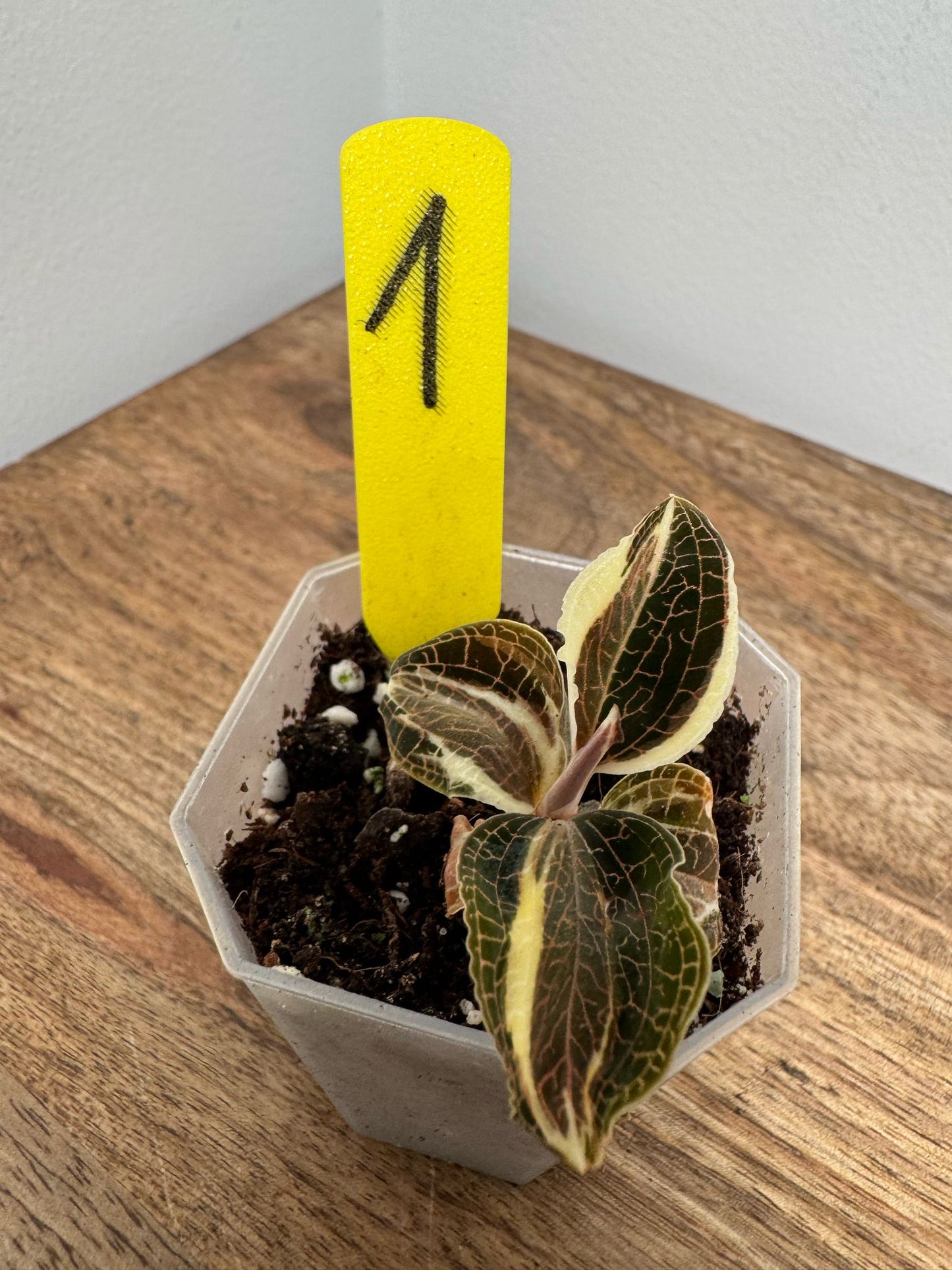Anoectochilus Roxburghii Variegata
