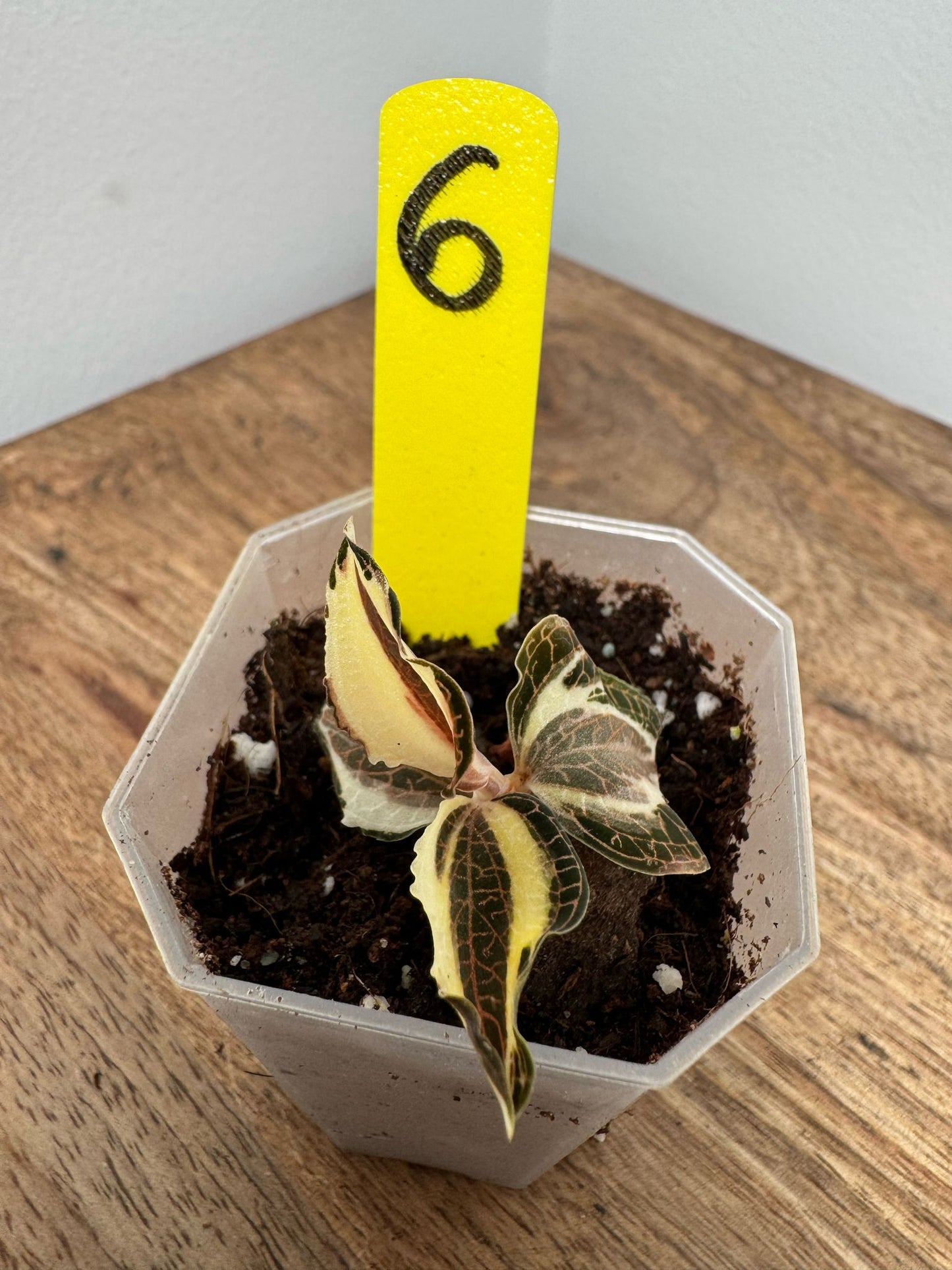 Anoectochilus Roxburghii Variegata