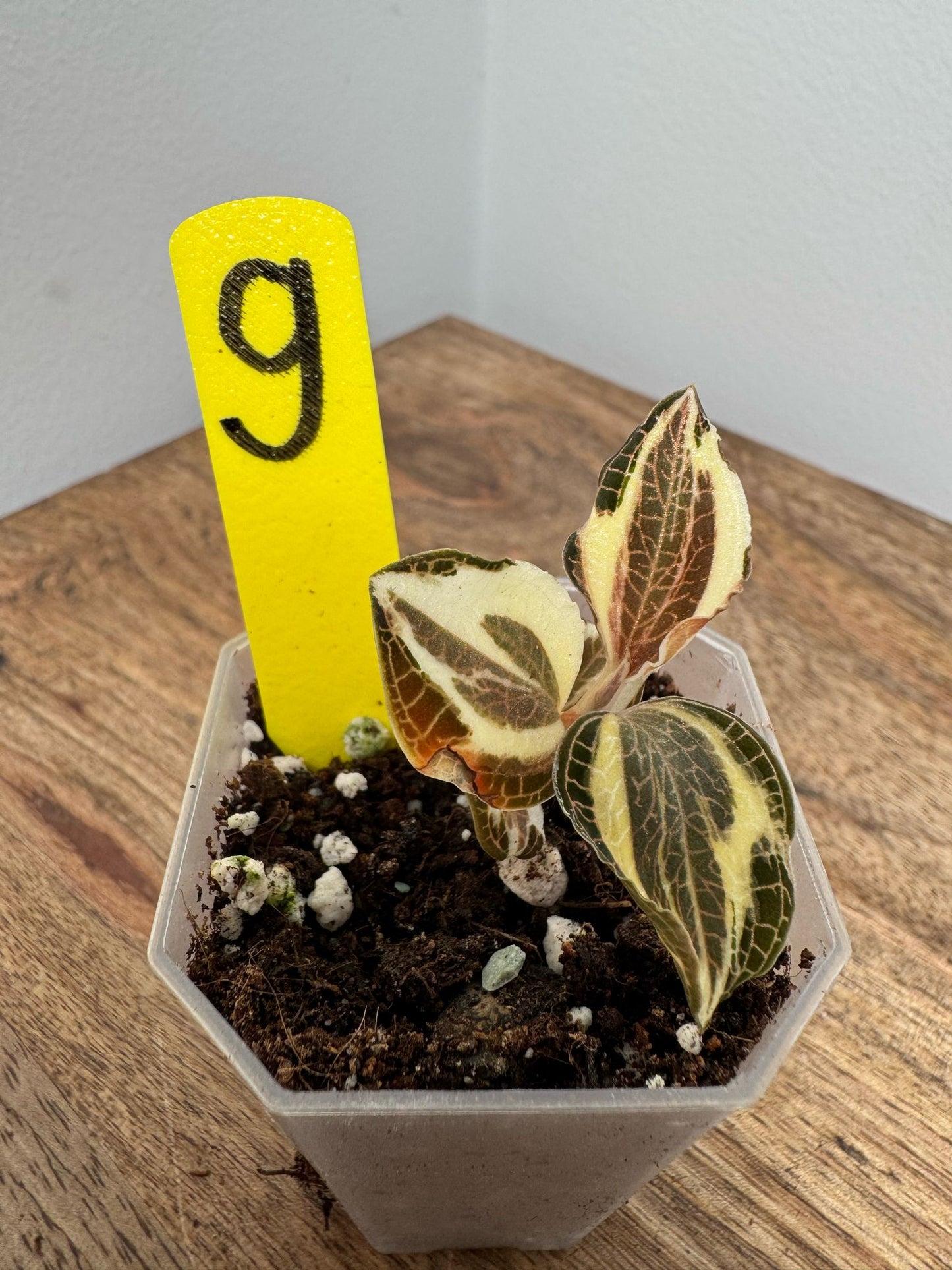 Anoectochilus Roxburghii Variegata
