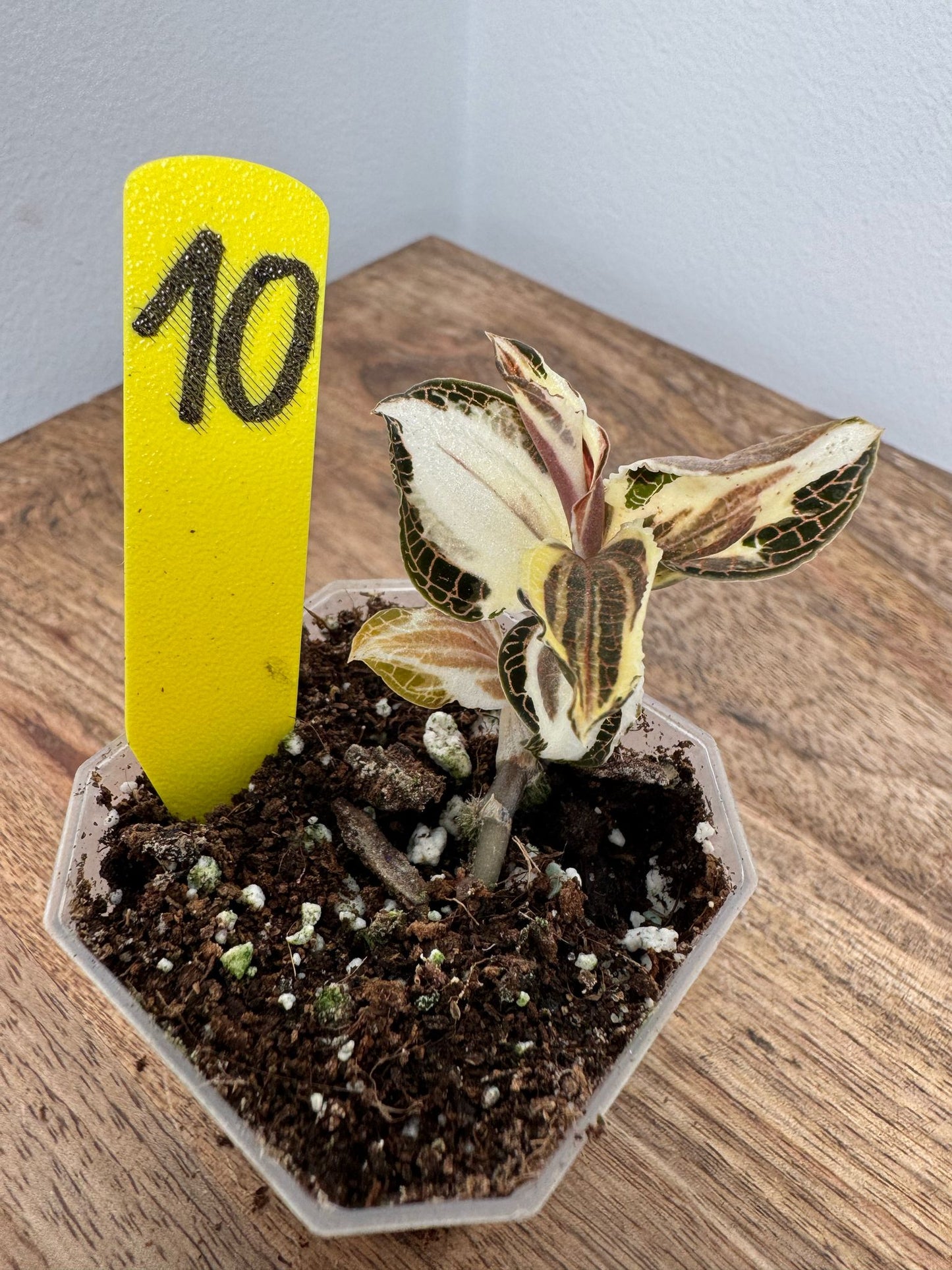 Anoectochilus Roxburghii Variegata