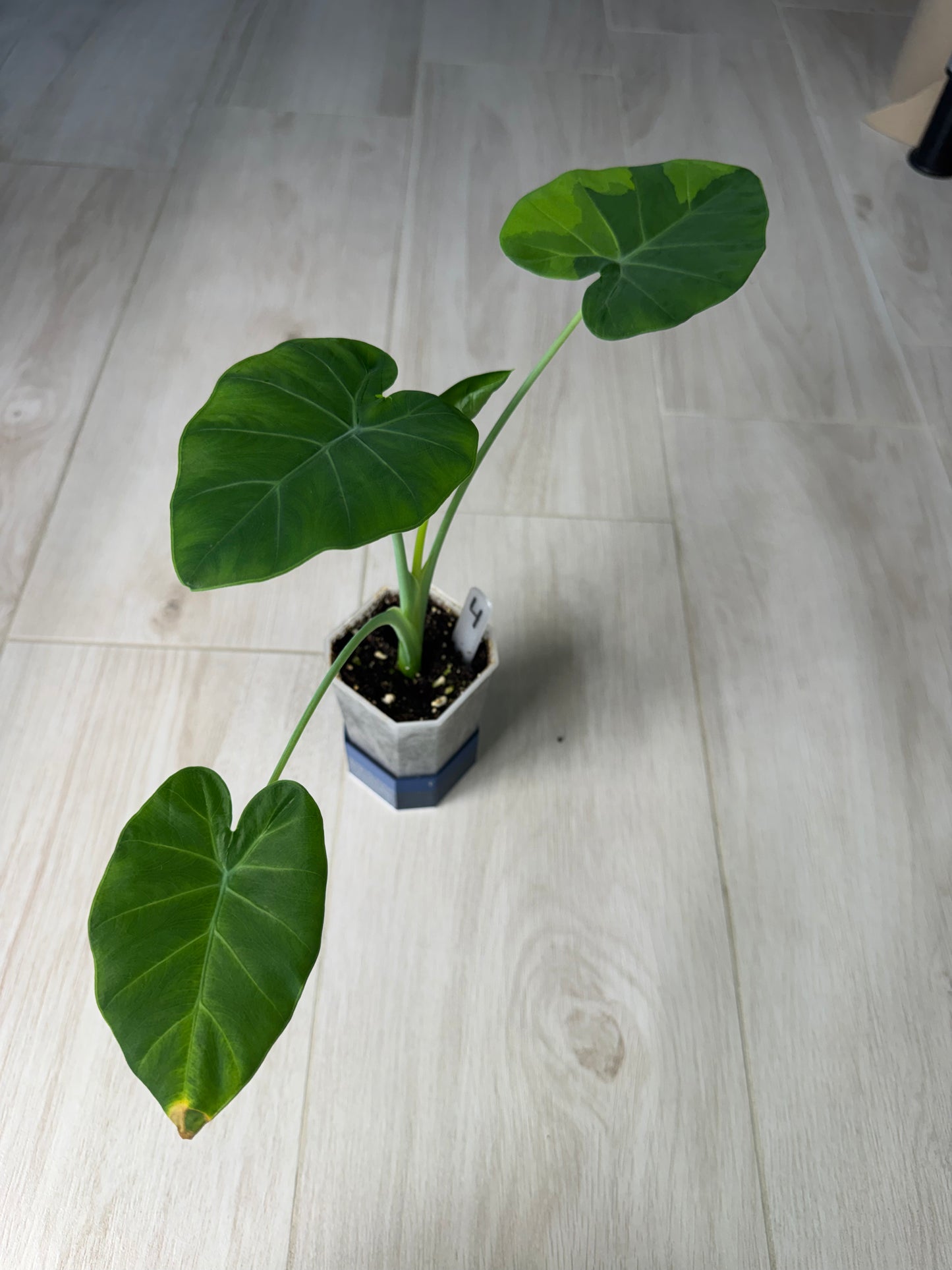Leucocasia Gigantea Aurea FoxerasPlants