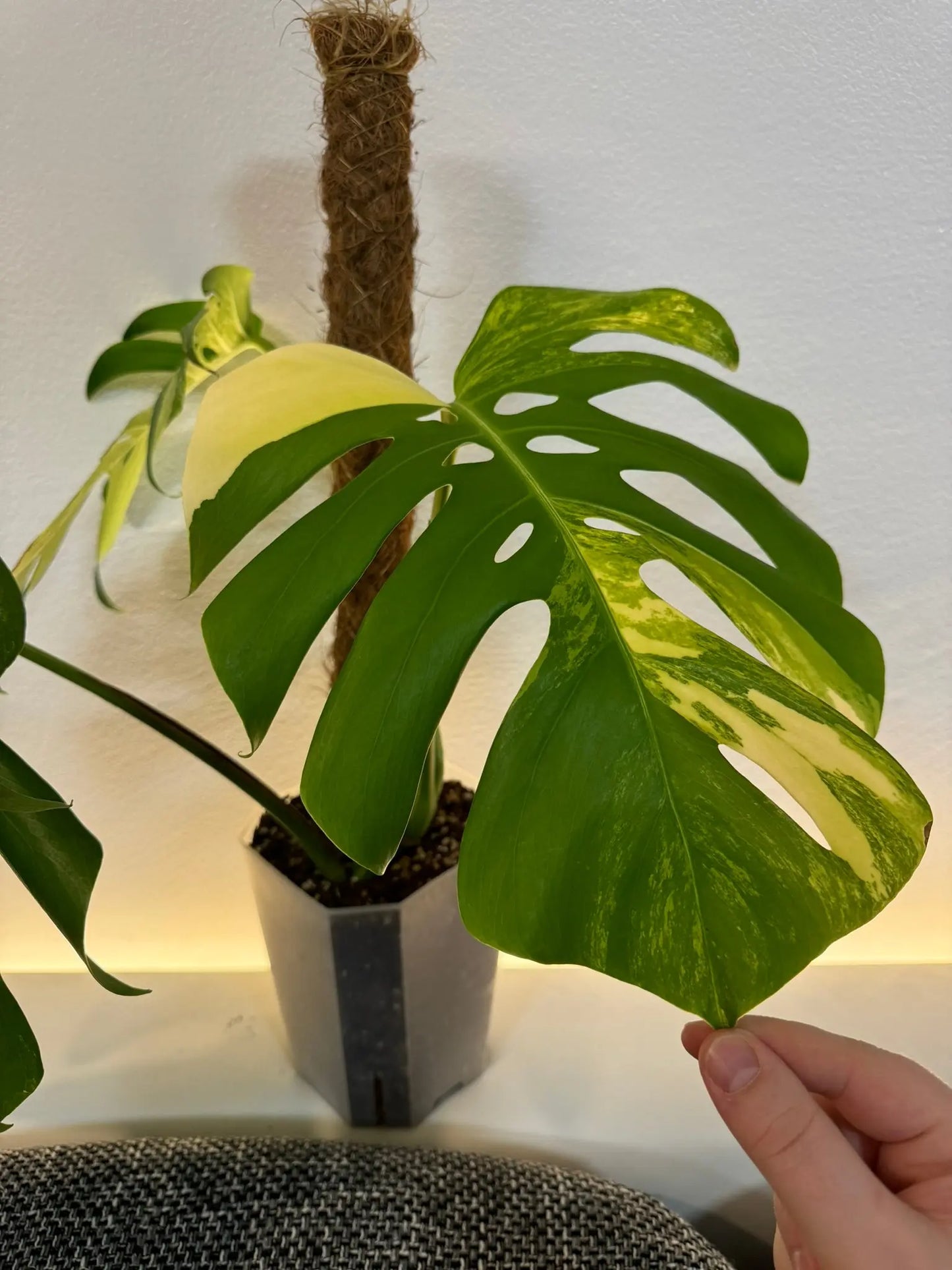 Transparente eckige Pflanzentöpfe in 5 Größen Foxeras Plants