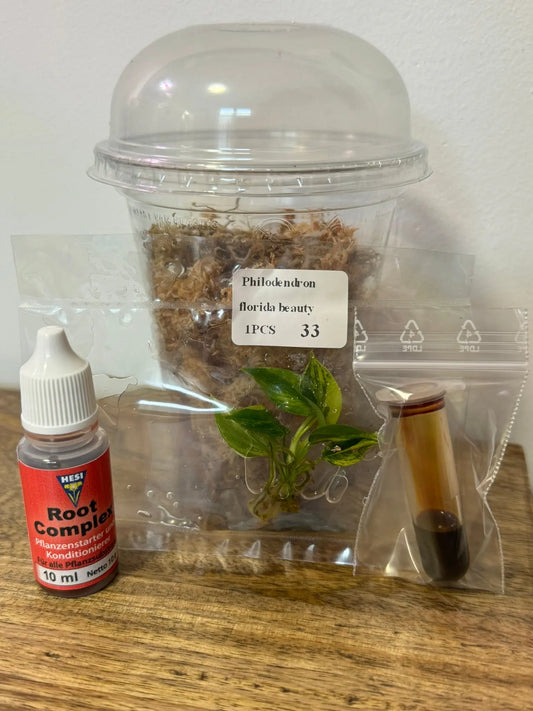 TC-Kit (ohne Pflanze) FoxerasPlants