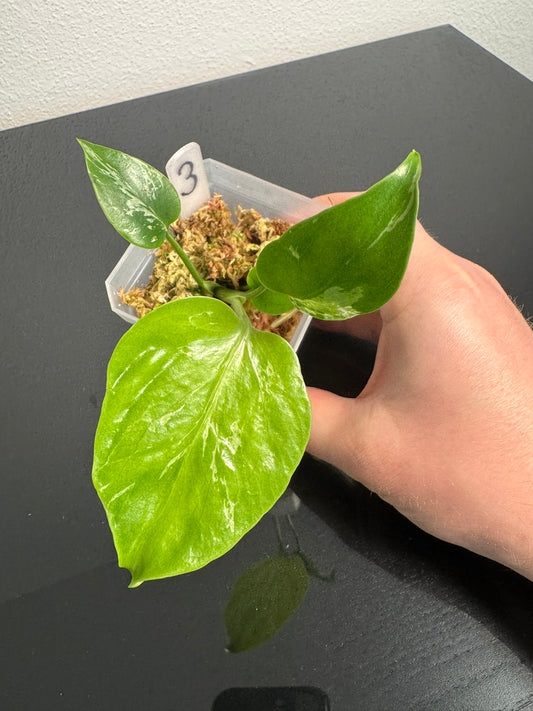 Monstera Bulbasaur FoxerasPlants
