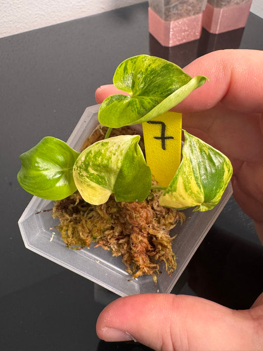 Philodendron Angela Aurea FoxerasPlants