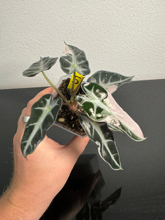 Alocasia Bambino Pink FoxerasPlants