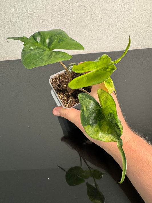 Alocasia Stingray Aurea FoxerasPlants