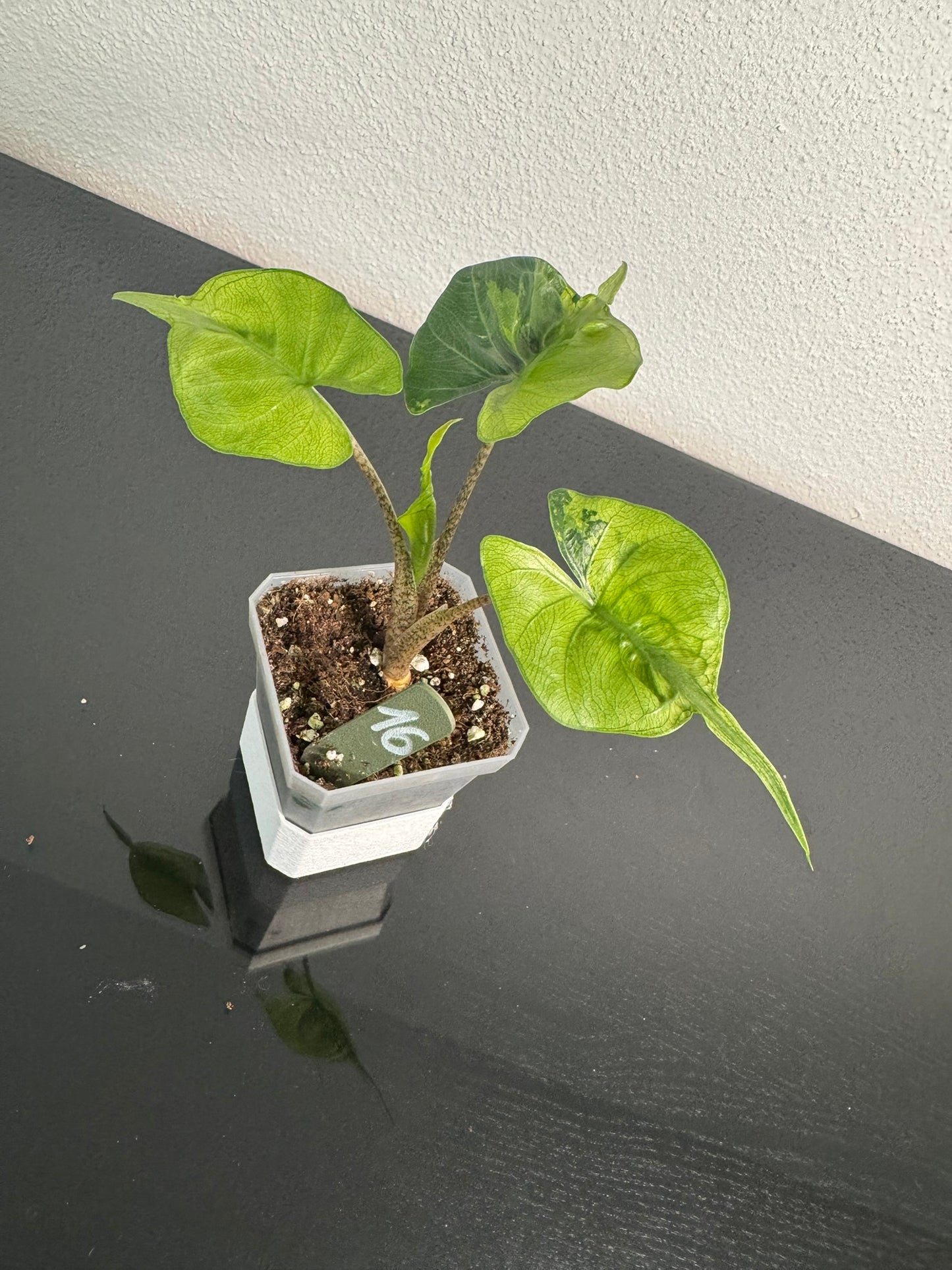 Alocasia Stingray Aurea FoxerasPlants