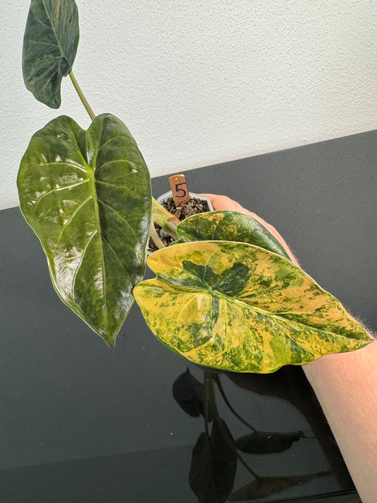 Alocasia Wentii Aurea FoxerasPlants