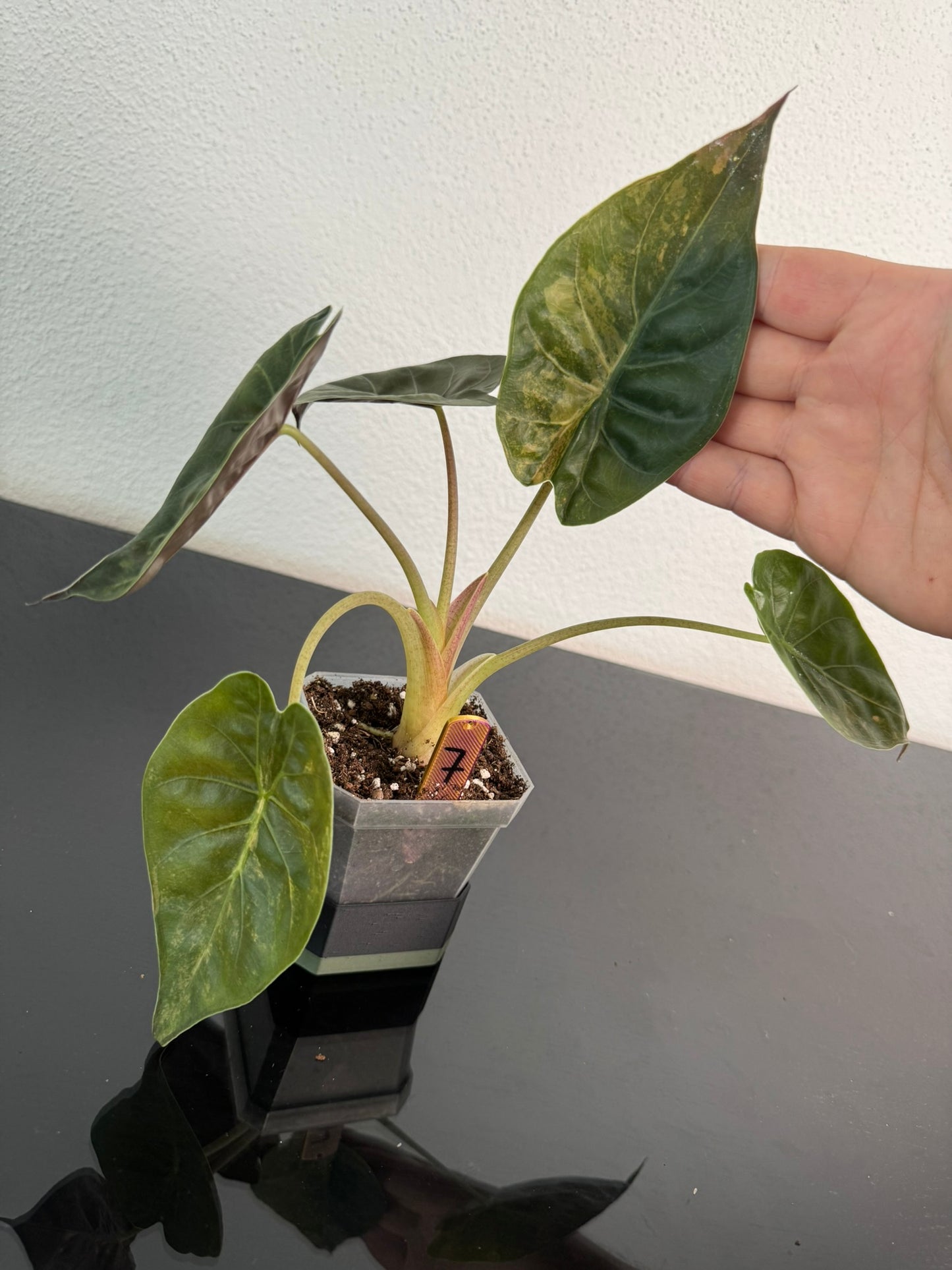 Alocasia Wentii Aurea FoxerasPlants